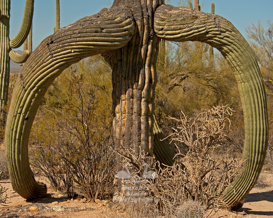 Dying Saguaro Cactus
