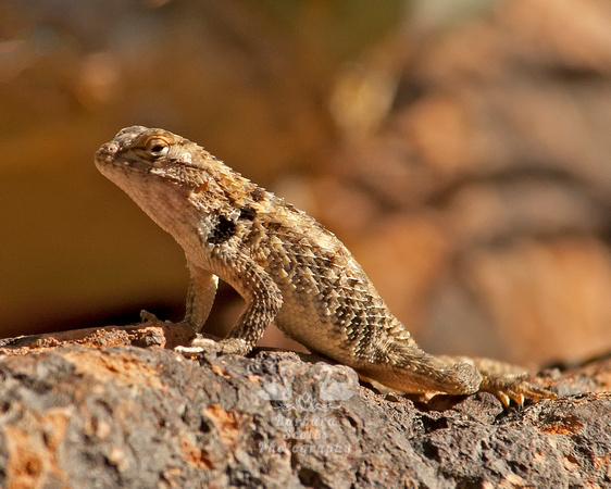 Desert Spiny Lizard