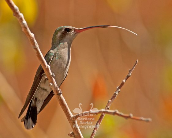 Female Broad Billed Hummingbird