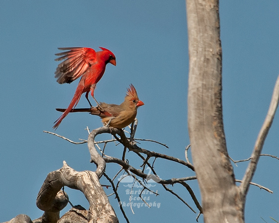 Northern Cardinals Mating