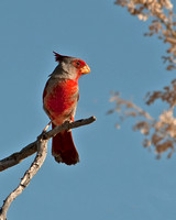 Grosbeaks, Pyrrhuloxia, Cardinal
