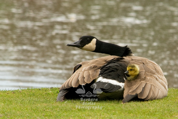 Canada Goose and Gosling