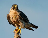 Falcons, Osprey, Vultures