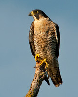 Falcons, Osprey, Vultures