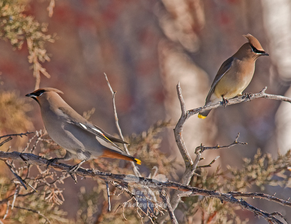 Bohemian Waxwing on the Left, Cedar Waxwing on the Right