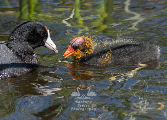 American Coot and Chick
