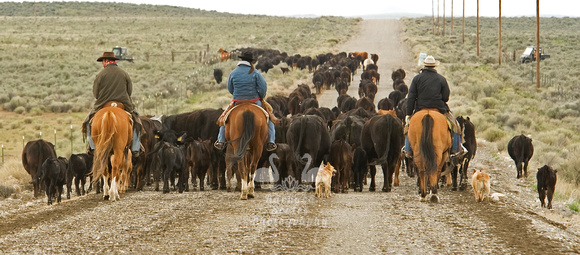 Another Cattle Drive