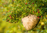 Wasps Nest in a Hawthorne Tree
