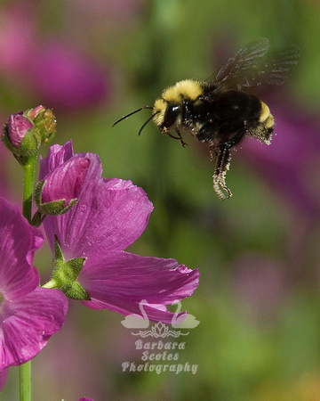 Yellow-faced Bumble Bee on Musk Mallow