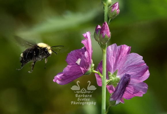 Yellow-faced Bumble Bee and Musk Mallow