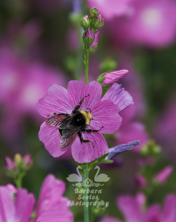 Yellow-faced Bumble Bee and Musk Mallow