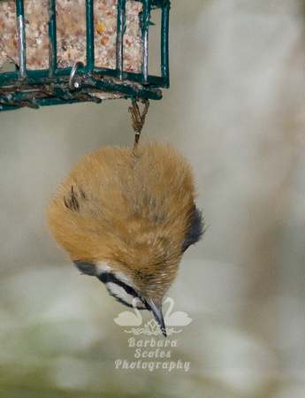 Red Breasted Nuthatch on Our Suet Feeder...So Cute!