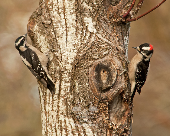 Downy Woodpecker Pair