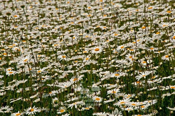 A Field of Daisies