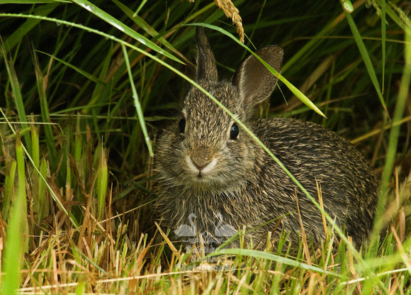 Baby Brush Rabbit