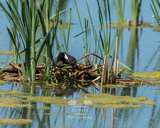 American Coot On It's Nest