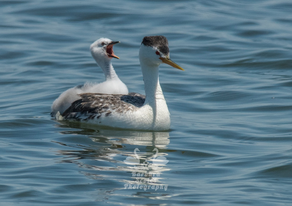 Clark's Grebe and Chick