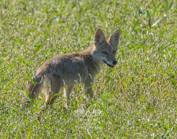 Young Coyote