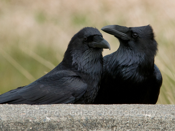 Raven Couple