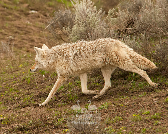 Coyote or Wolf?