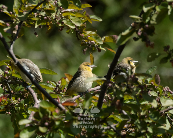 Bullock's Oriole