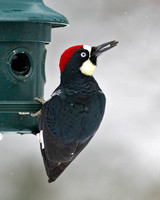 Acorn Woodpecker