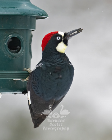 Acorn Woodpecker