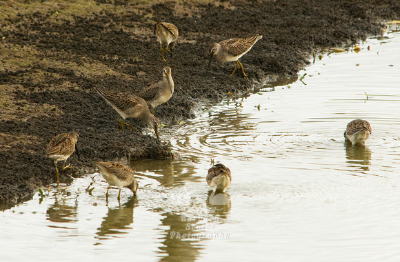 Long Billed Dowitchers