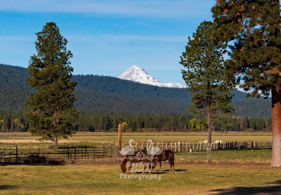 Beautiful Ranch View