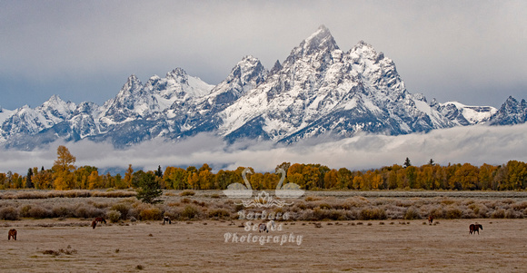 Fall Color in The Tetons
