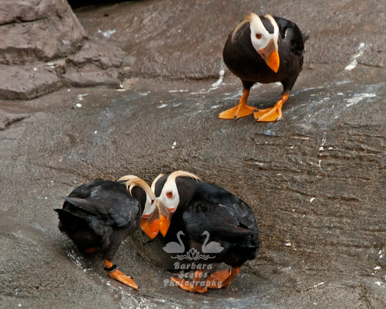 Tufted Puffins