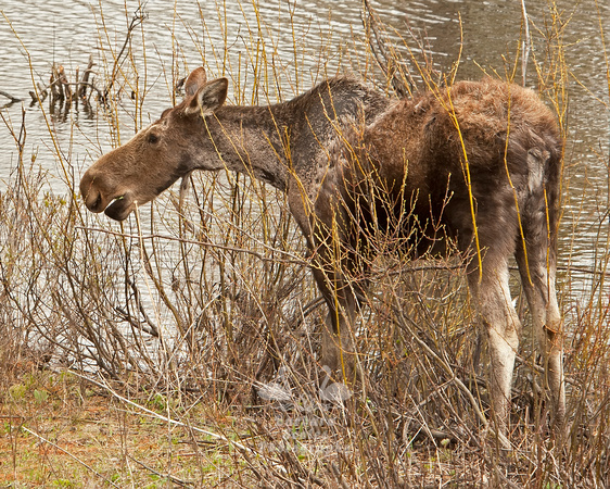 Moose