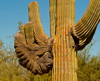 Deformed Saguaro Cactus