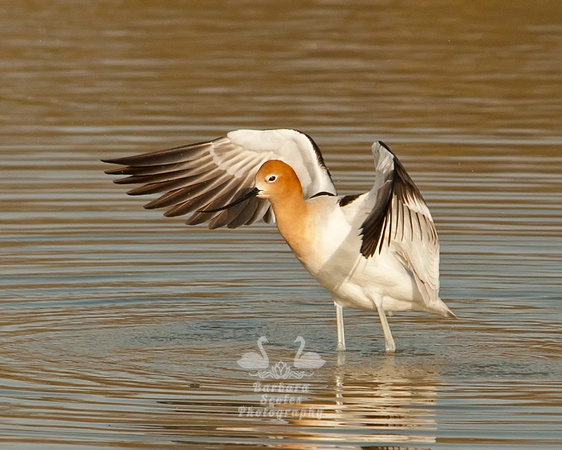 American Avocet