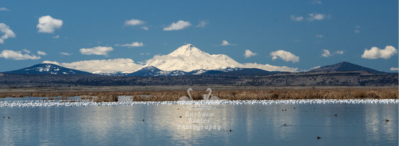 Mt Shasta and Snow Geese
