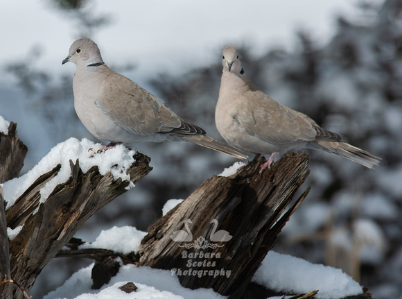 Eurasian-Collared Doves