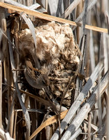 Marsh Wren At It's Nest