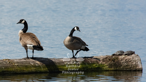 Canada Geese and Western Pond Turtles