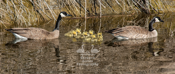 Canada Geese and Goslings
