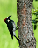 Acorn Woodpecker