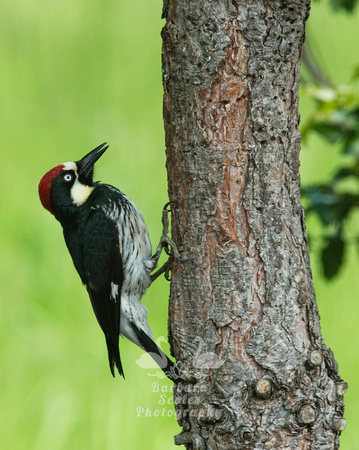 Acorn Woodpecker