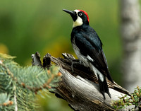 Acorn Woodpecker