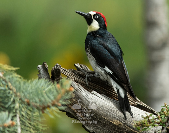 Acorn Woodpecker