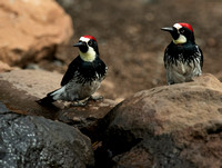 Acorn Woodpecker