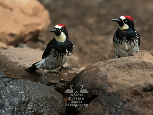 Acorn Woodpecker