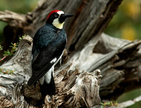 Acorn Woodpecker