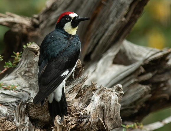 Acorn Woodpecker