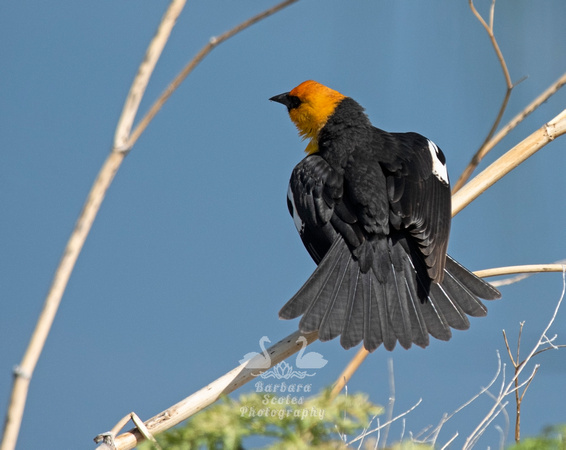 Yellow-headed Blackbird