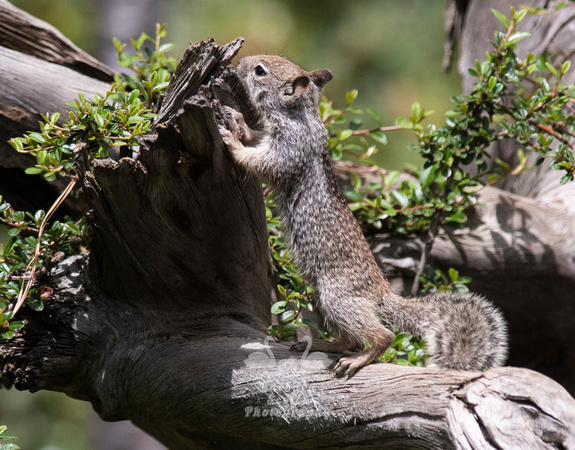 Baby California Ground Squirrel