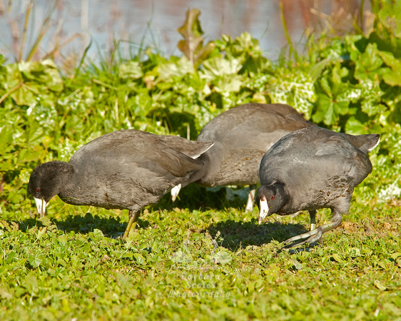 American Coots